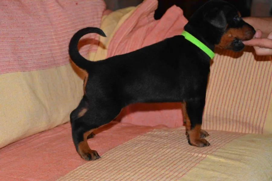 Femmina della cucciolata “L” con il collare verde, in piedi sul divano