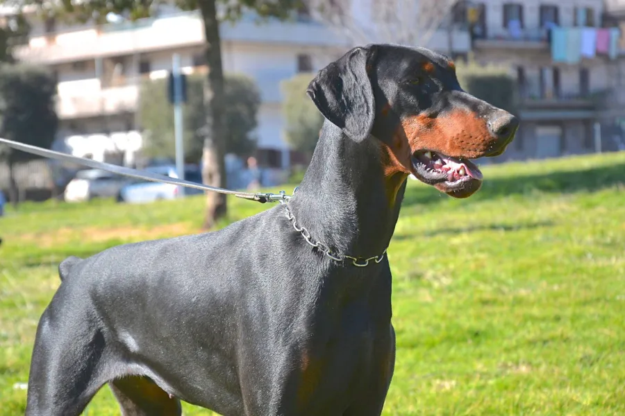 Guapa, Dobermann nero focato, ritratto di profilo