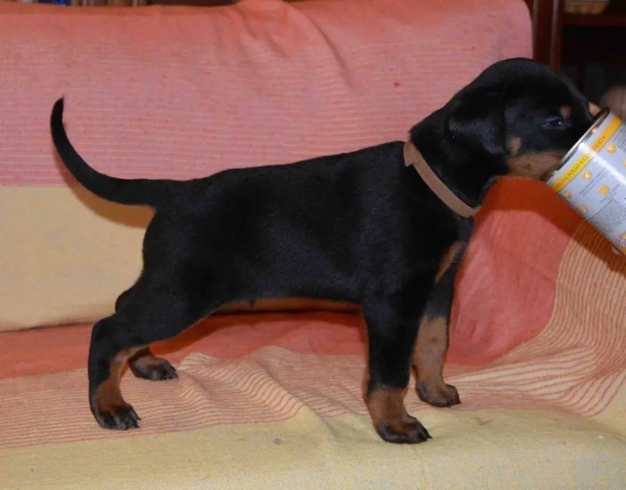 Maschio della cucciolata “L” in piedi sul divano