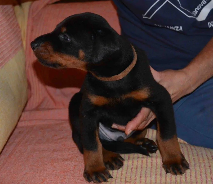 Maschio della cucciolata “L” seduto, sorretto da una mano