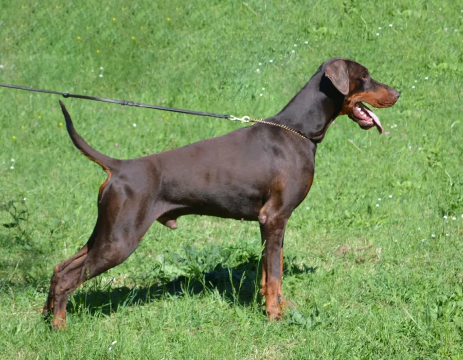 Monet, Dobermann marrone focato, in posa di profilo a sei anni