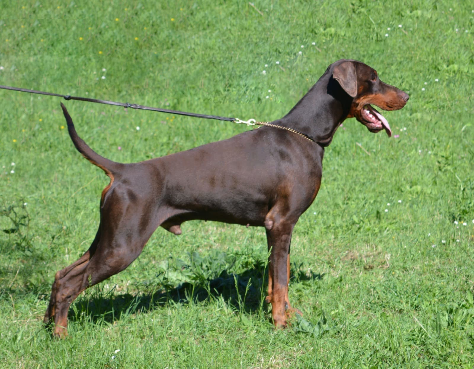 Monet piazzato 6 anni