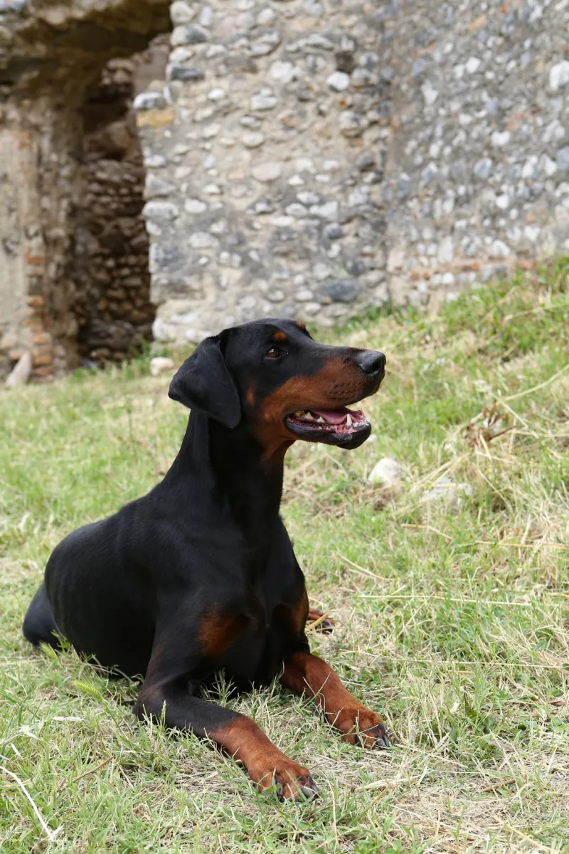 Leila di Casa Gaia, Dobermann femmina nero focato, sdraiata sull’erba davanti a un rudere di pietra