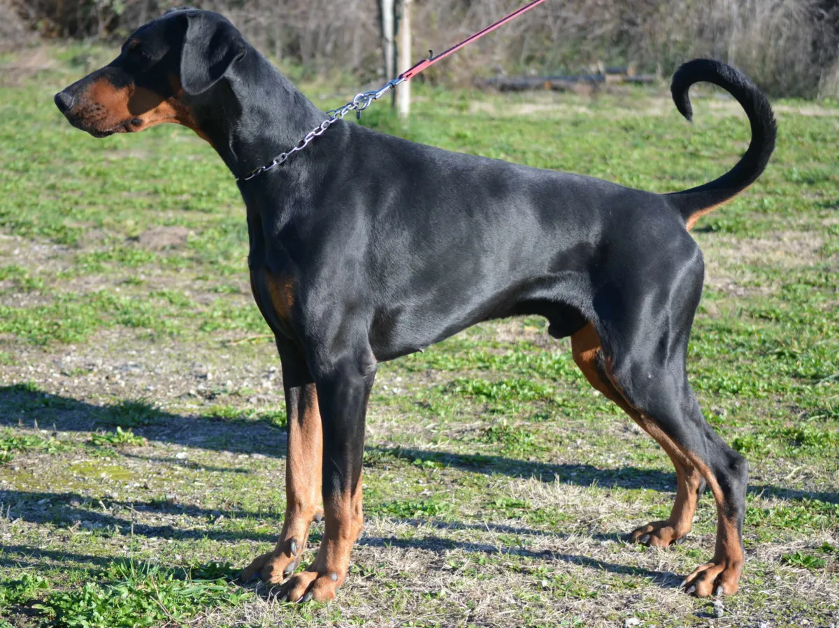 Paco di Casa Gaia, Dobermann maschio nero focato, in posa da esposizione di profilo