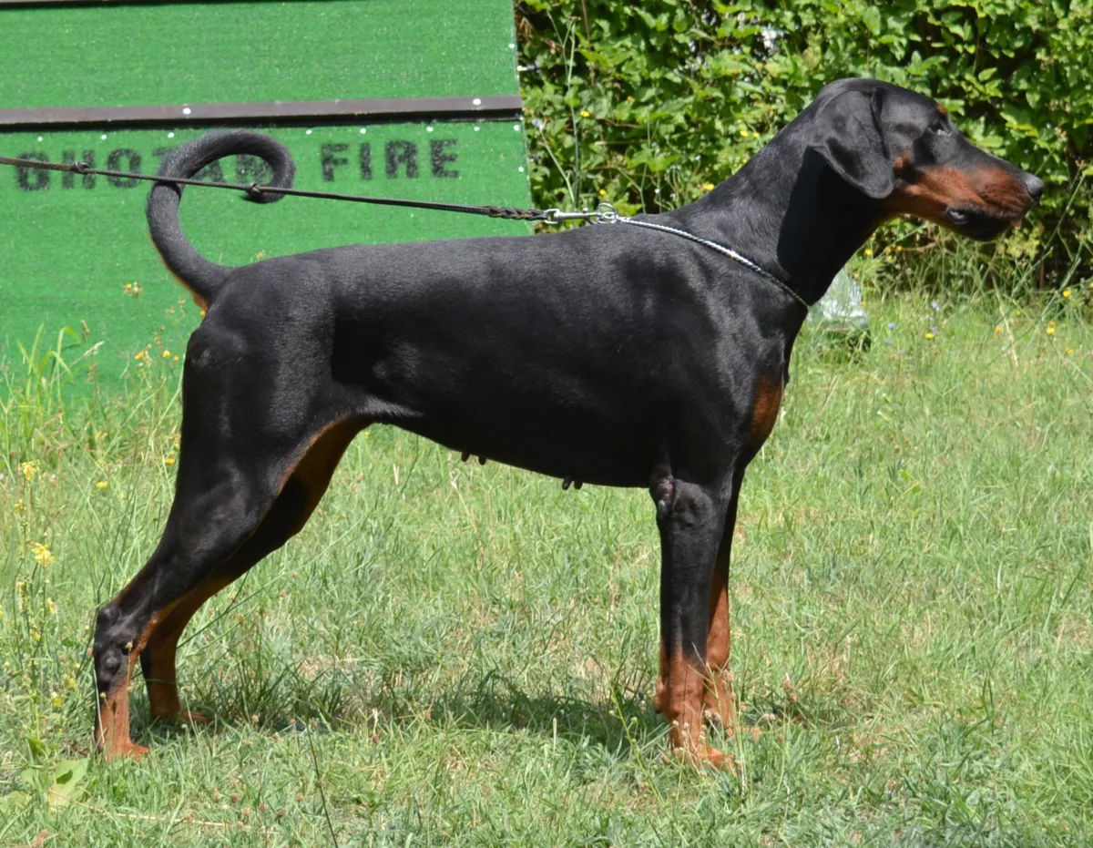 Pupa di Casa Gaia, Dobermann femmina nero focato, in posa da esposizione di profilo