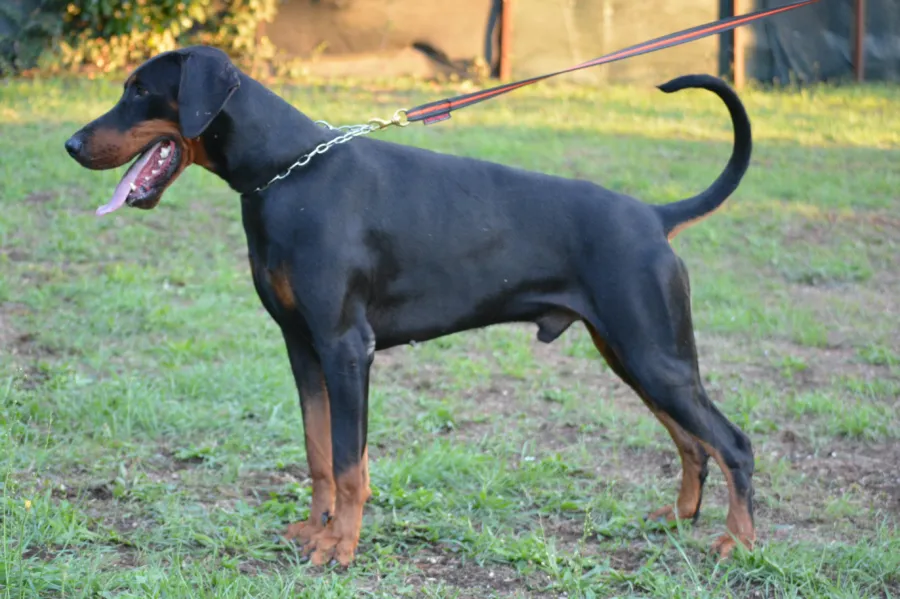 Neil, Dobermann nero focato, in posa di profilo al guinzaglio