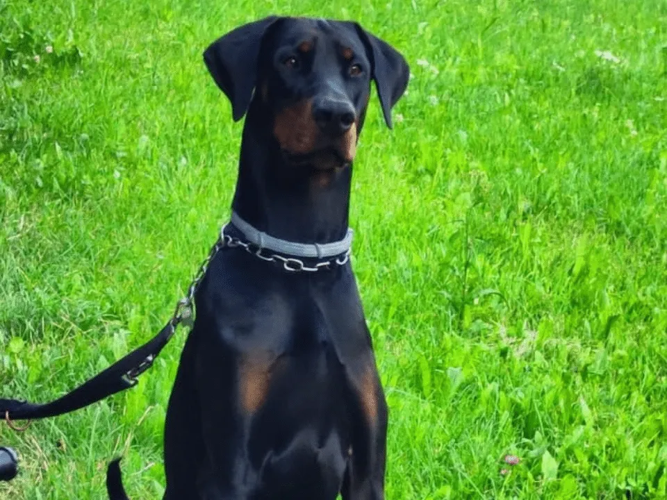 Quedo detto Roy, Dobermann maschio nero focato, seduto sul prato al guinzaglio