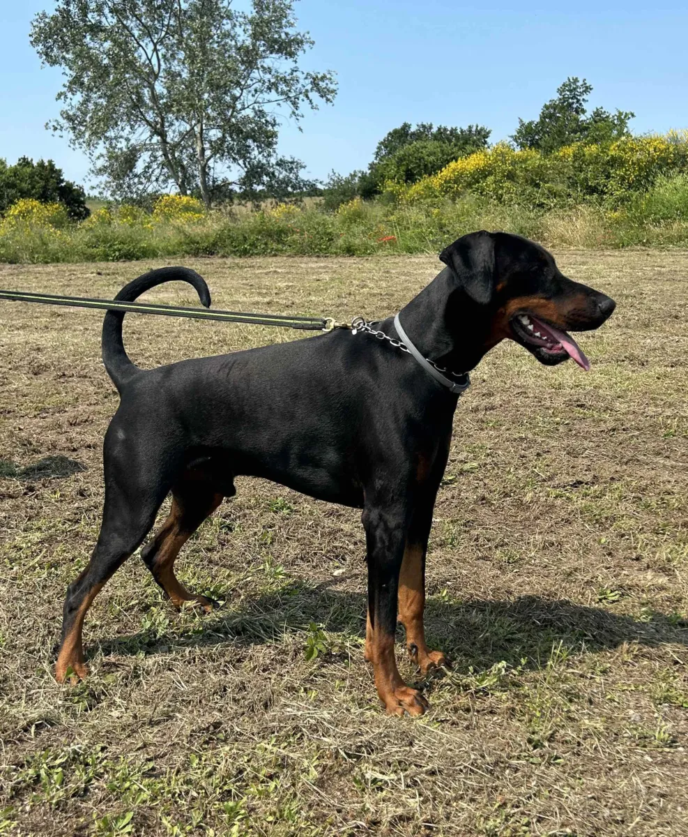 Quentin, Dobermann maschio nero focato, in posa da esposizione di profilo in un campo