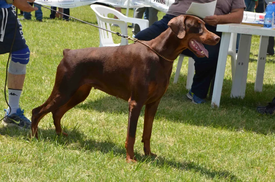 Flor, Dobermann marrone focato, in posa di profilo al guinzaglio
