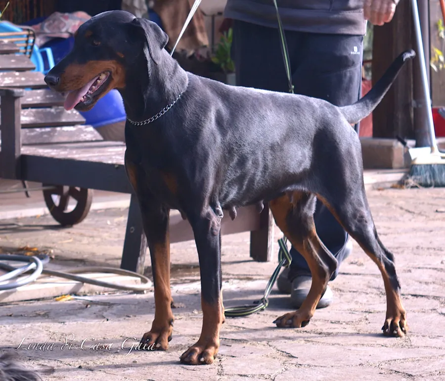 Linda di Casa Gaia, Dobermann nero focato, in piedi su un cortile in pietra