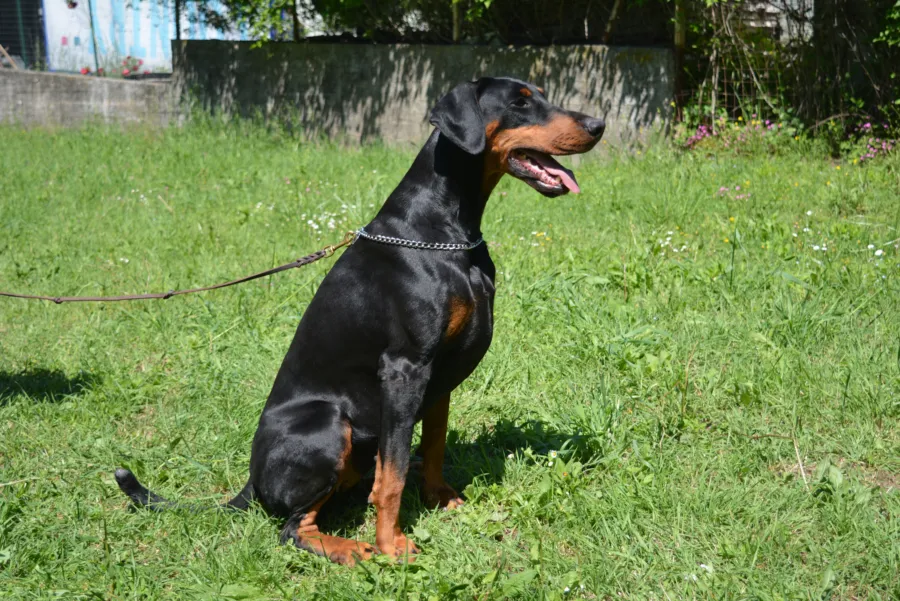 Olà, Dobermann nero focato, seduta di profilo sul prato