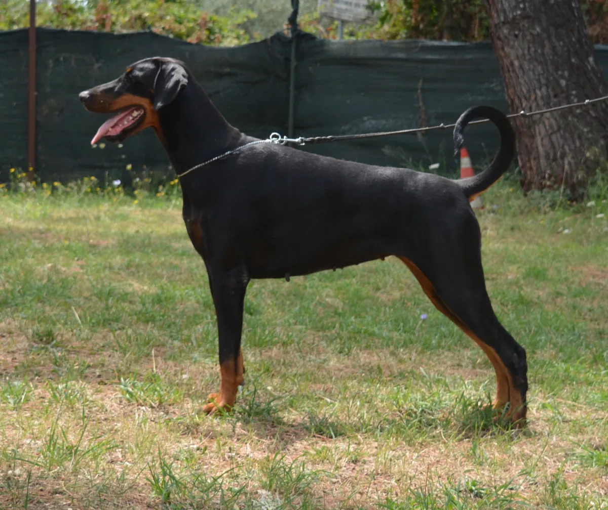 Querida, Dobermann femmina nero focato, in posa da esposizione di profilo