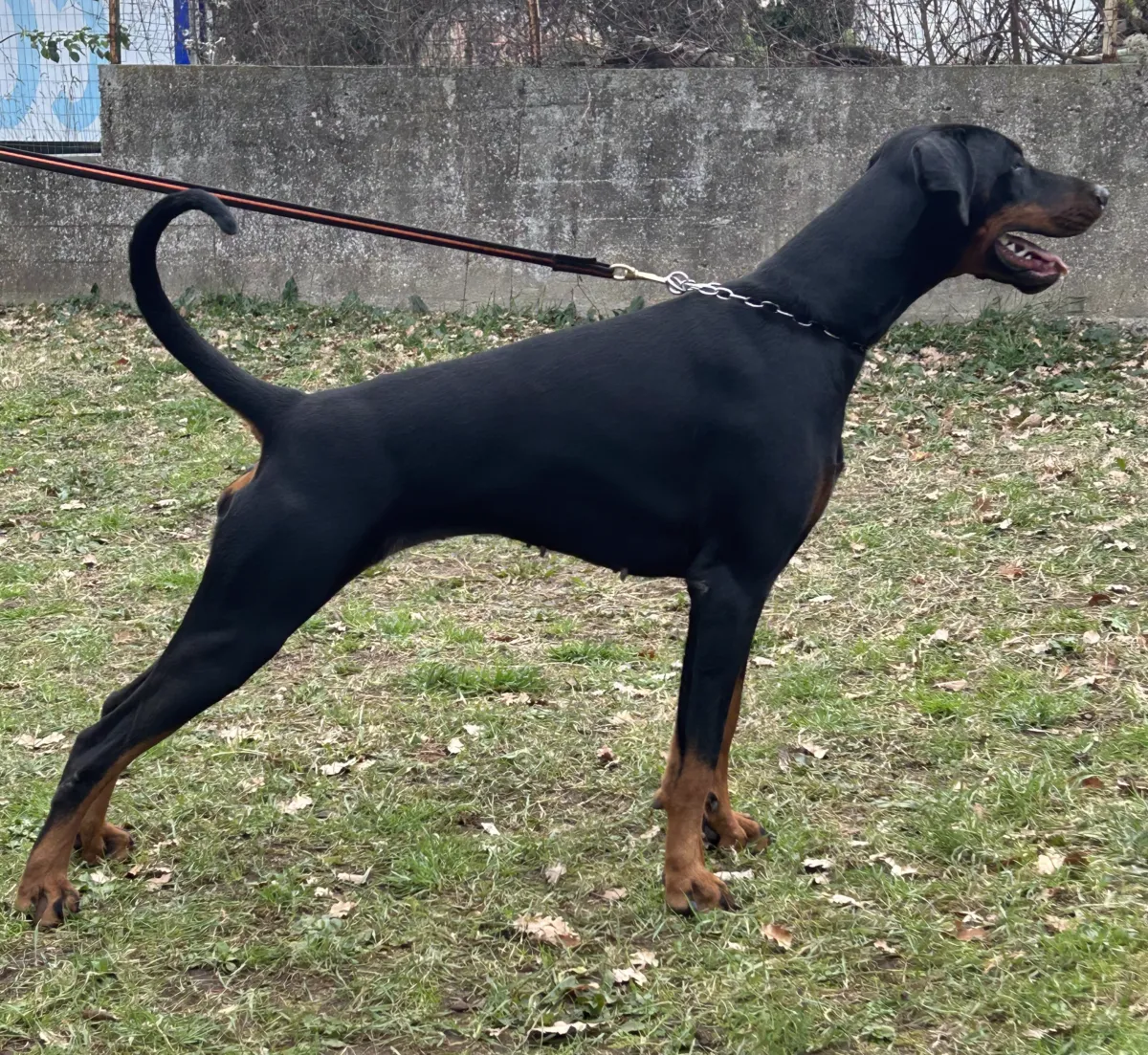 Renè di Casa Gaia, Dobermann femmina nero focato, in posa di profilo a due anni
