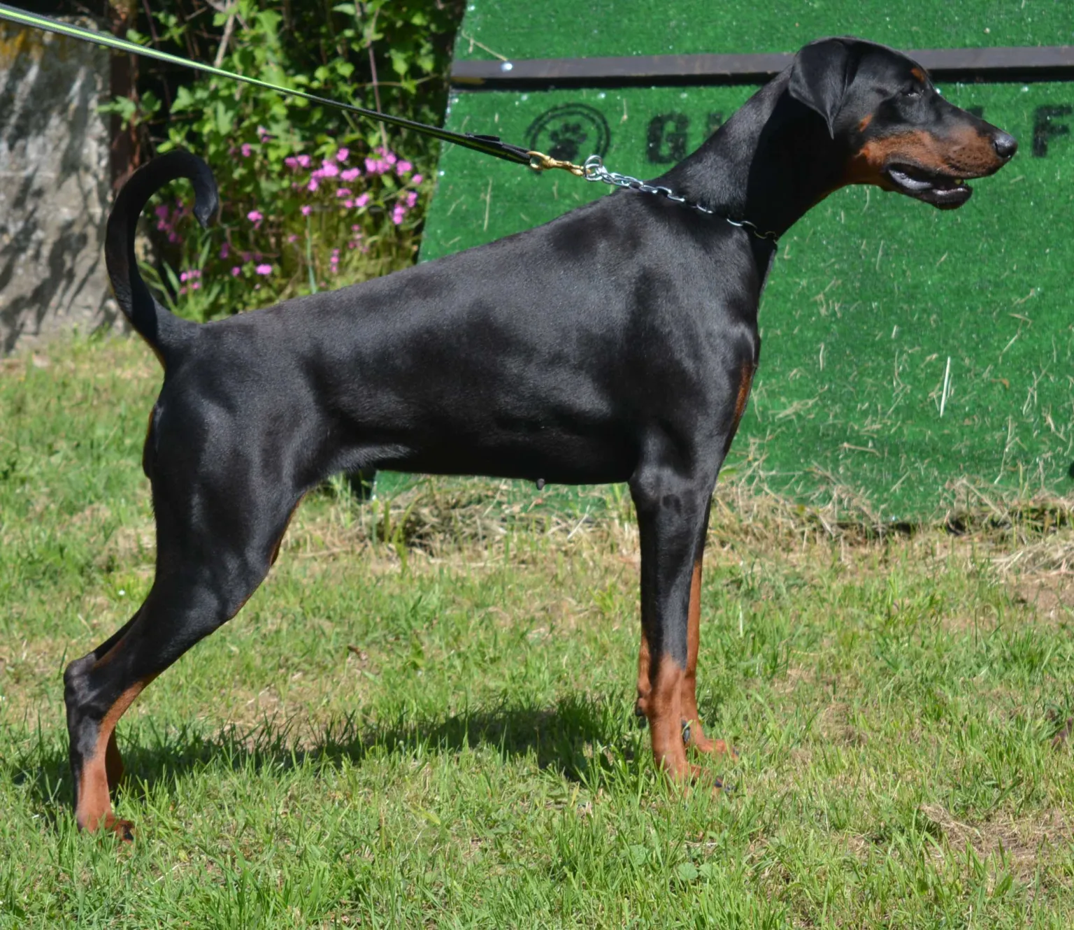 Selene, Dobermann femmina nero focato, in posa da esposizione di profilo