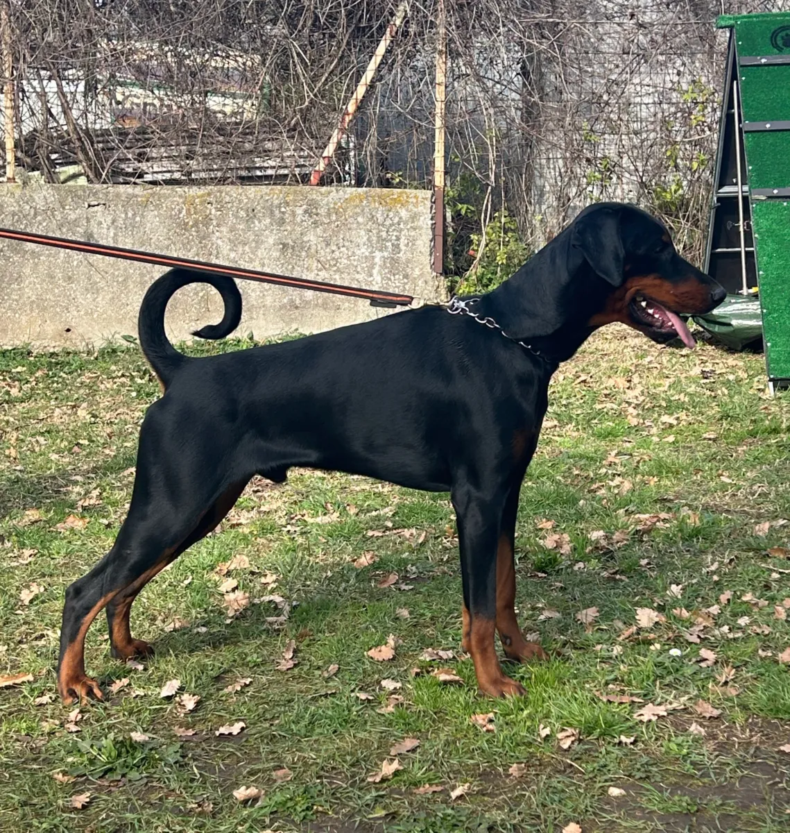 Strike, Dobermann maschio nero focato, in posa di profilo a un anno