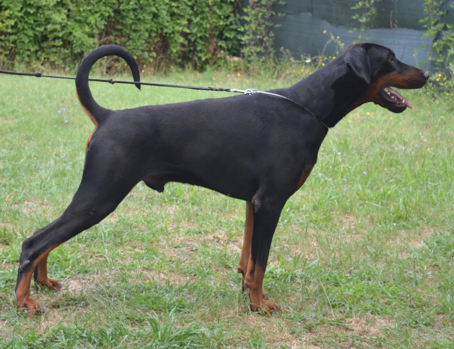 Sumo, Dobermann maschio nero focato, in posa da esposizione di profilo