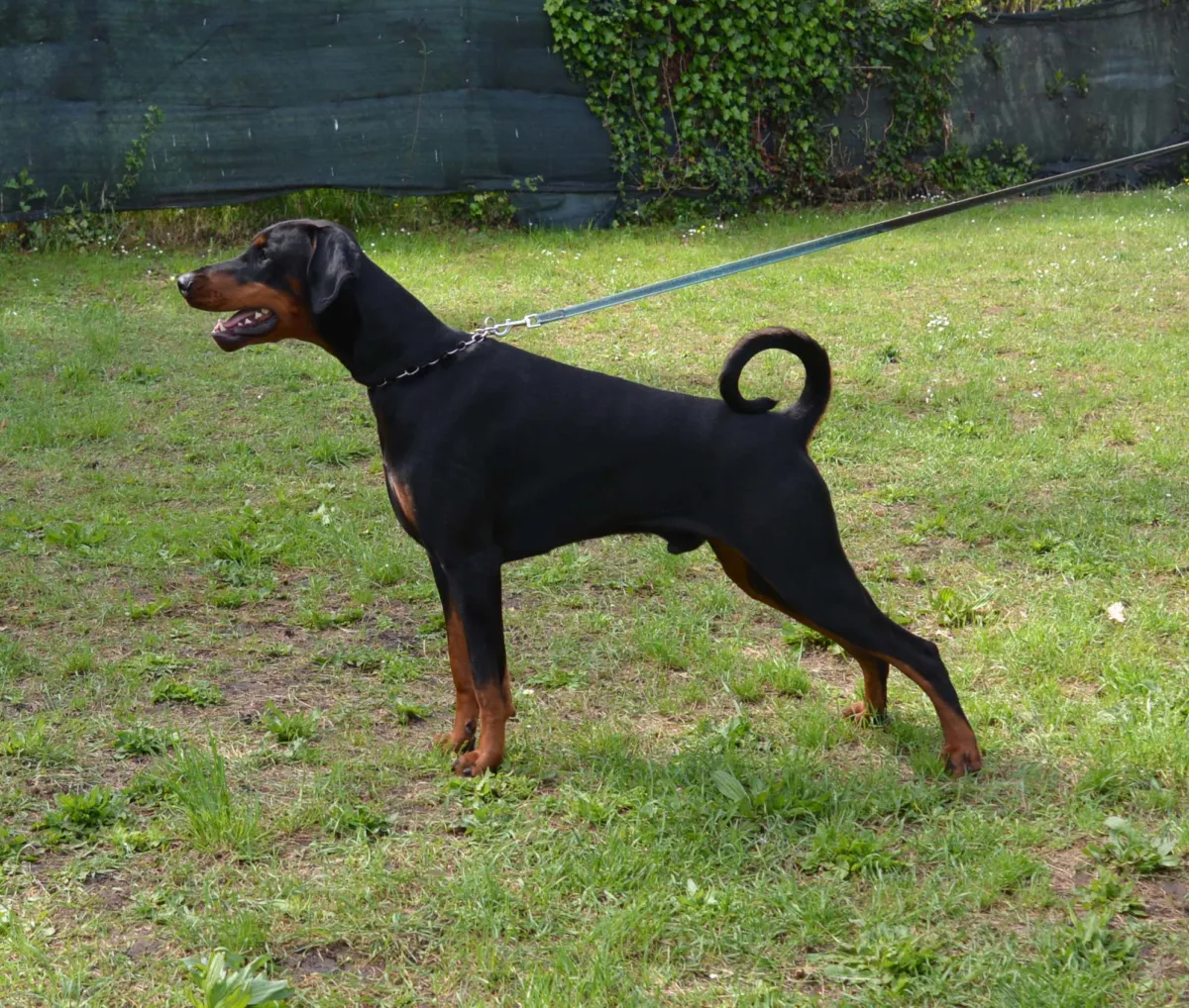 Spritz detto Tango, Dobermann maschio nero focato, in posa di profilo sul prato