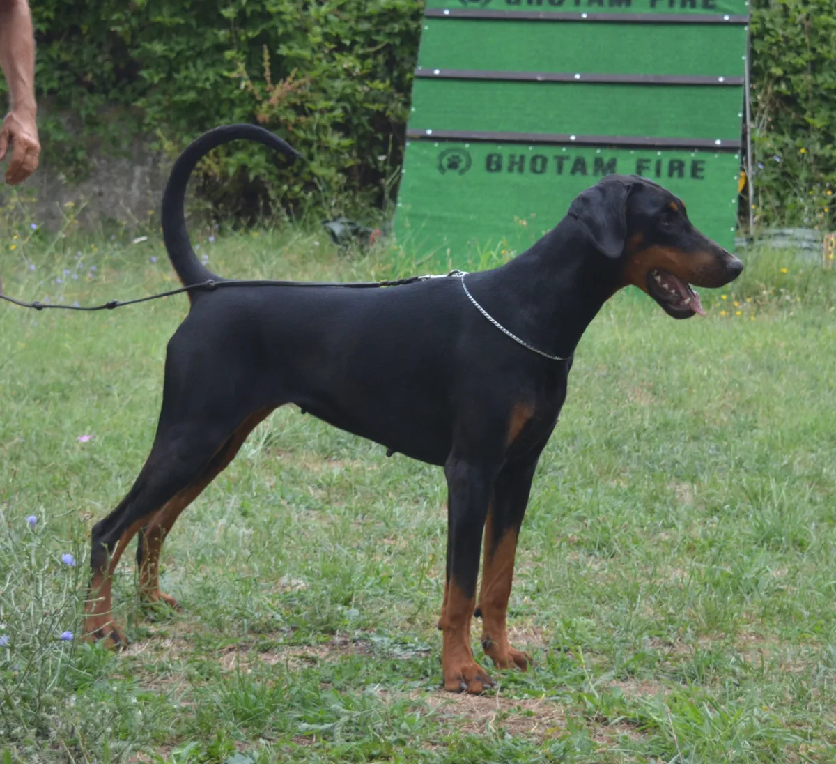 Tolà, Dobermann femmina nero focato, in posa di profilo sul prato